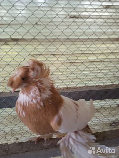 Голуби продажа