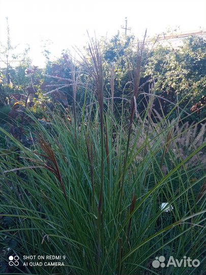 Декоративные злаки