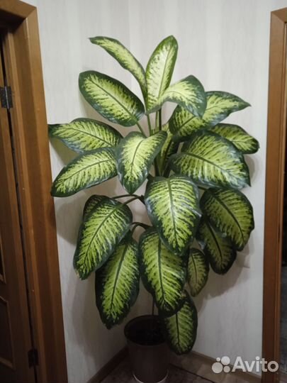 Диффенбахия