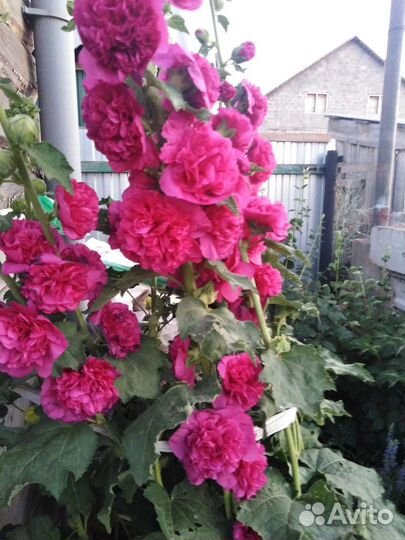 Мальва махровая, Шток роза