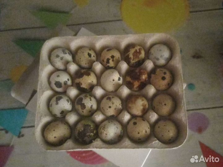 Яйца перепелиные домашние