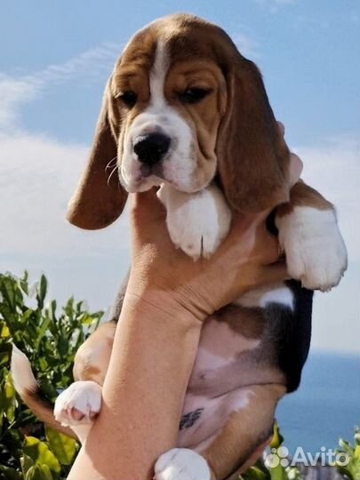 Щенки бигль шоу класса