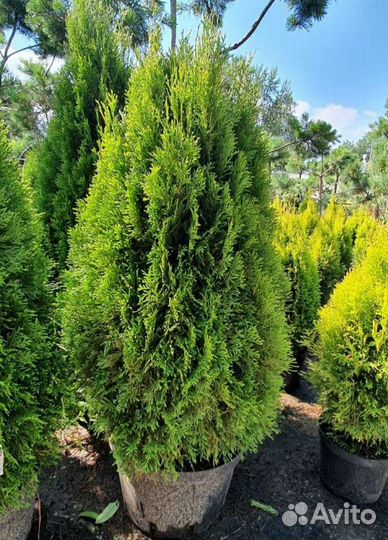 Туя смарагд