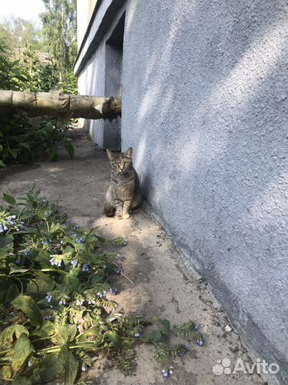 Кошечка в добрые руки