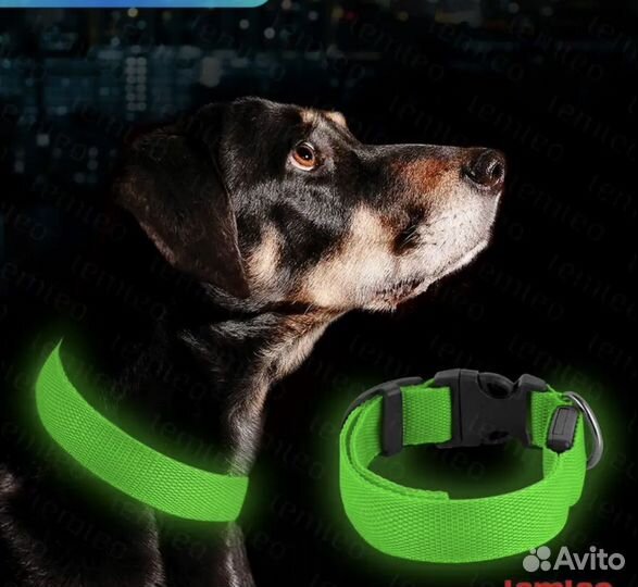 Светящийся ошейник
