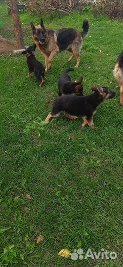 Щенки немецкой овчарки