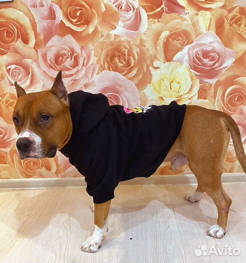 Одежда для собак