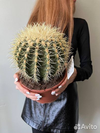 Кактус, редкий, в наличии, суккулент