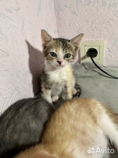 Котенок