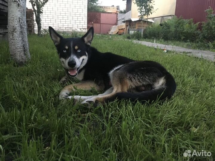 Пёс на час (для вязки)
