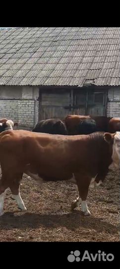 Быки на мясо