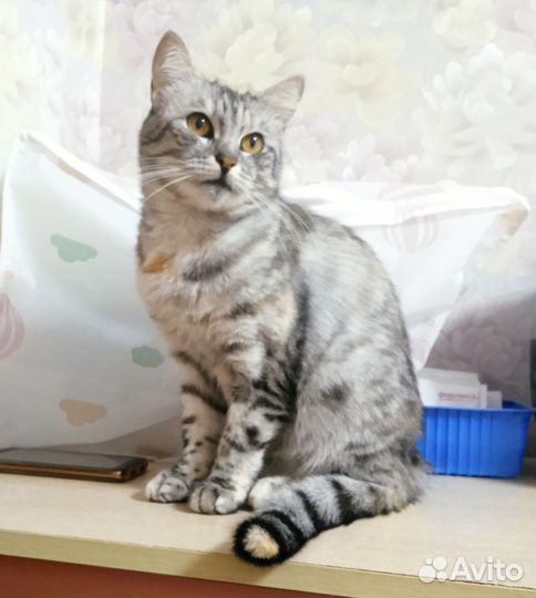 Молодая кошка ищет дом