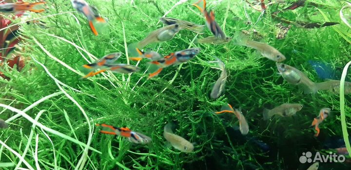 Гуппи эндлера