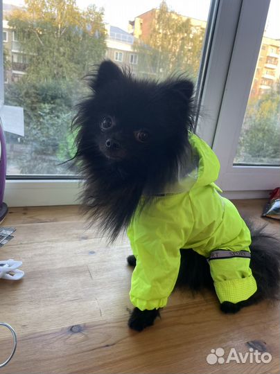 Комбинезон для маленькой собаки