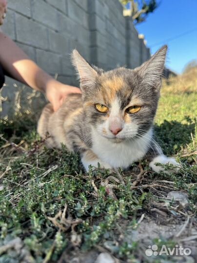 Котёнок