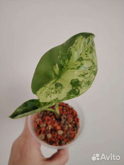Алоказия синуата вариегатная