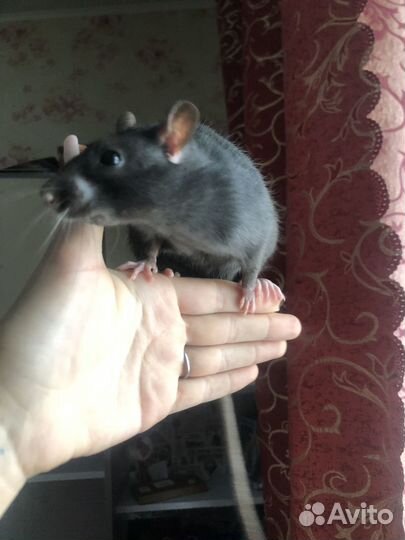 Продам крысу