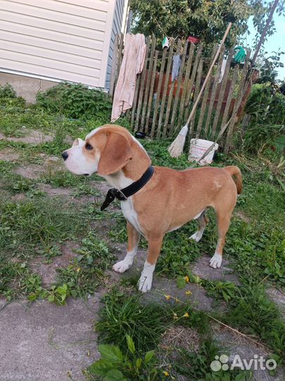 Бигль в добрые руки