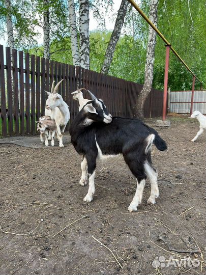 Коза нубийская