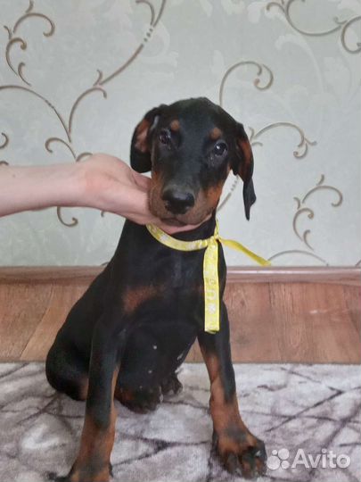 Щенки добермана