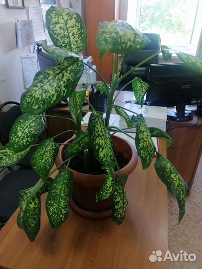 Диффенбахия баузе