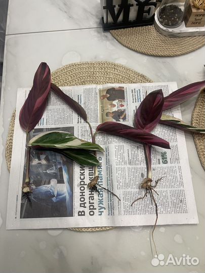 Строманта триколор москва