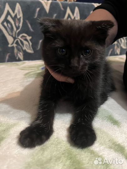 Кошка