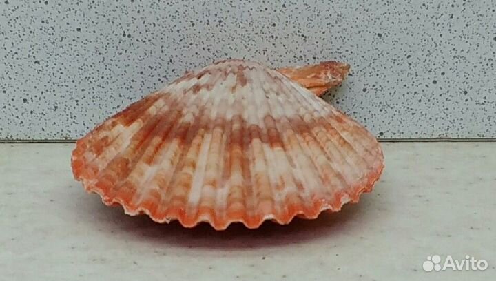 Гребешок 6,1*5,4 морская ракушка раковина