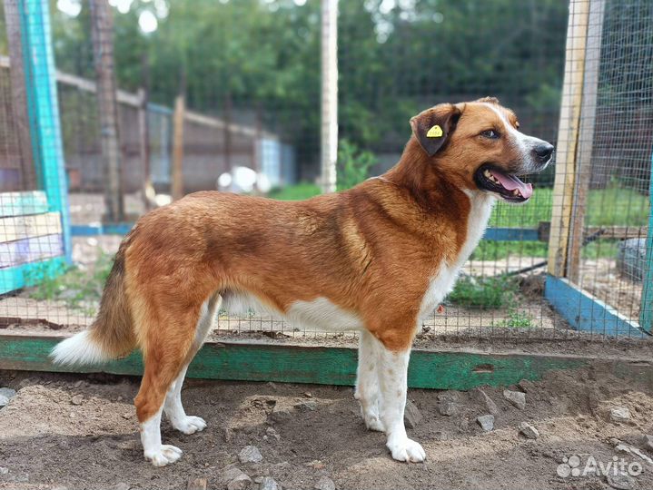 Ричард ищет дом