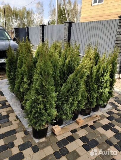 Туи премиум