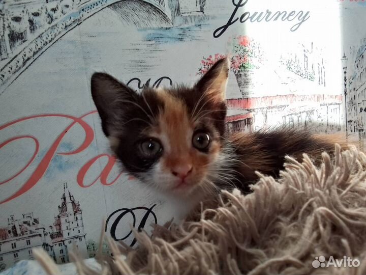Котята ищут семью