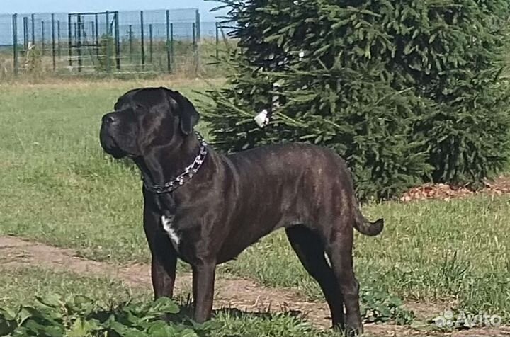 Сука вязка кане Корсо