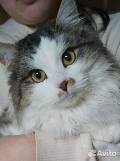 Котик Виконт