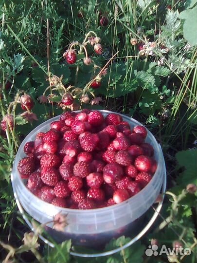 Гибрид земляника + клубника земклуника Пенелопа