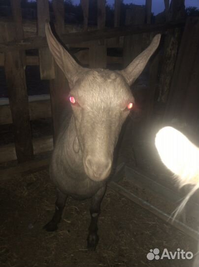 Коза дойная