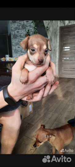 Той-терьер щенки