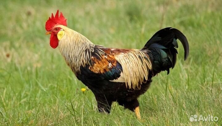 Не инкубаторский петух