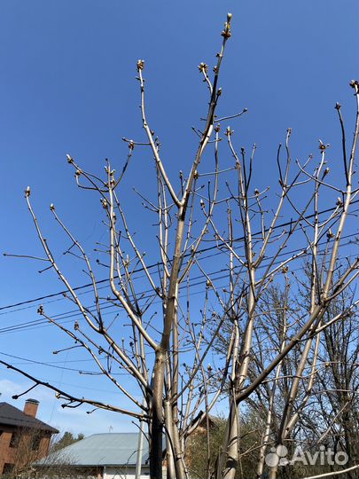 Каштан 5 метров