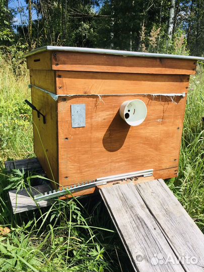 Пчелосемья. Пасека