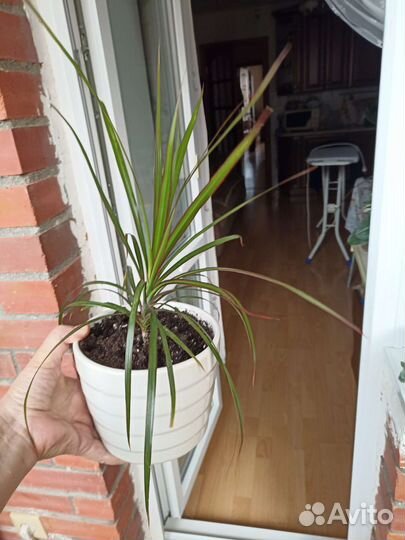 Строманта Орхидеи Фаленпс Драцена Бегония Толстянк