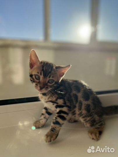 Бенгальские котята