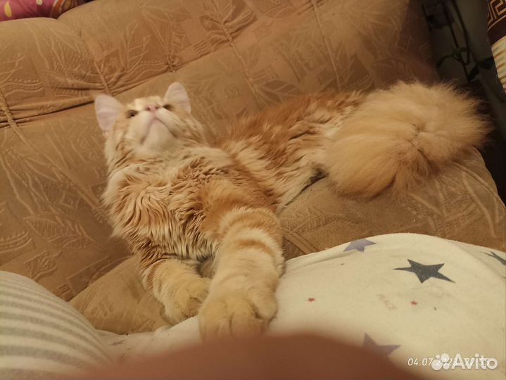 Мейн-кун котик подросток очень крупный