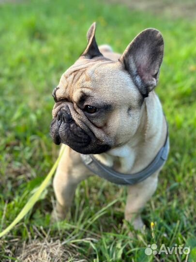 Французский бульдог кабель вязка
