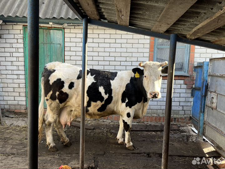 Корова стельная