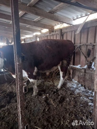 Бык стоячие