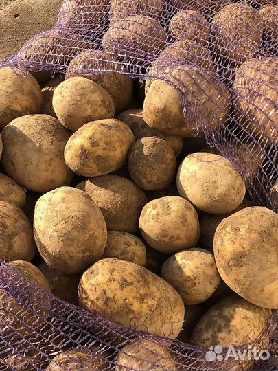 Картофель 20руб/кг