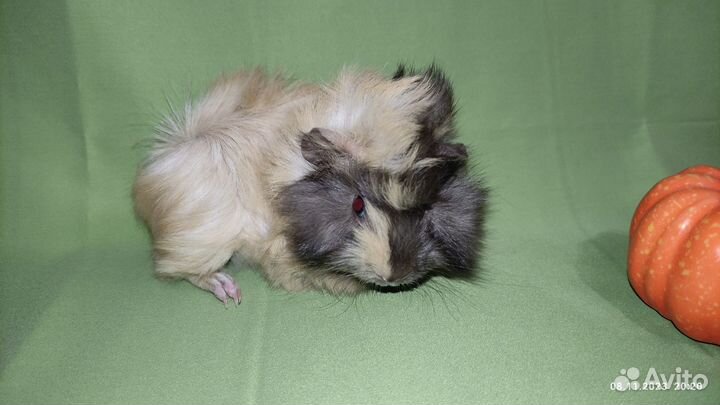 Морская свинка