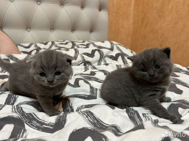 Британские вислоухие котята