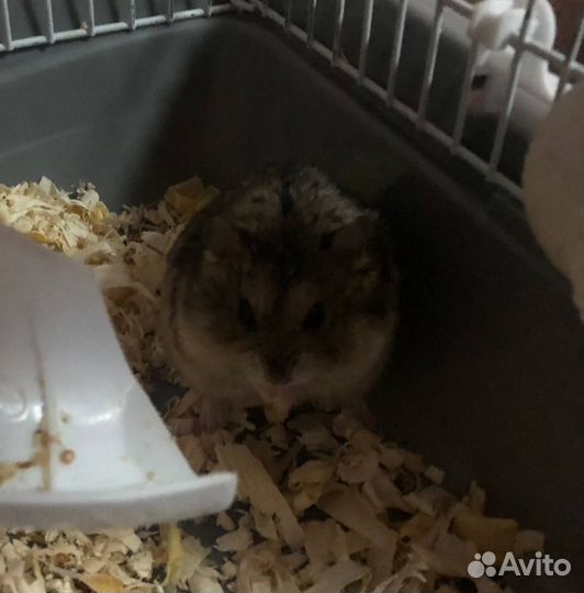 Продам клетку