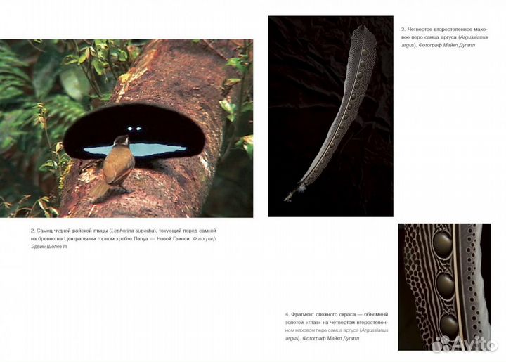 Новая книга Эволюция красоты - Ричард Прам миф